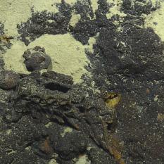 Possible Fossilized Whale Vertebrae