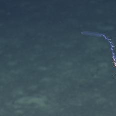 Siphonophore!