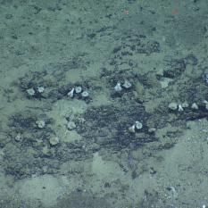 Pioneers on the Seamount