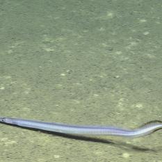 Unidentified eel