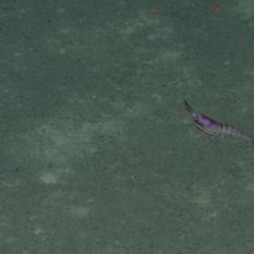 A purple shrimp