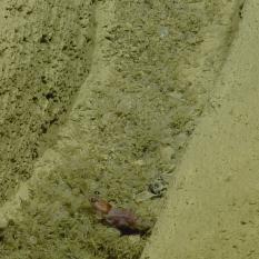 Shrimp in seafloor gouge