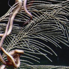 Close-up of  a brittle star