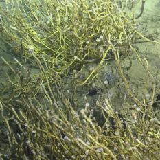 The ocean floor habitat