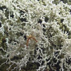 White-colored coral with a friend.