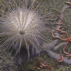 Sea Urchin and Brittle Stars on Coral