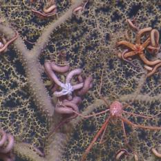 Coral with Brittle Stars and Squat Lobster
