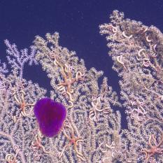 Purple Gelatinous Organism in Front of Coral