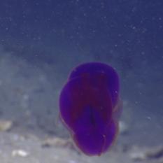 Purple Gelatinous Organism
