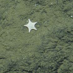 Starfish on the rock