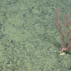 Pink coral on the sea floor