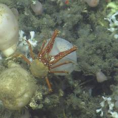 Crustacean eating