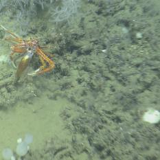 This squat lobster is trying to eat a squid