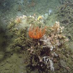 Basket star and coral