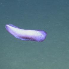 Sea Cucumber Swimming By