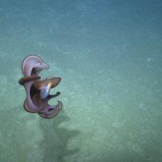 Dumbo Octopus Attacking Prey