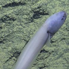 Close Up Of Cusk Eel