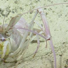 A shrimp's close-up