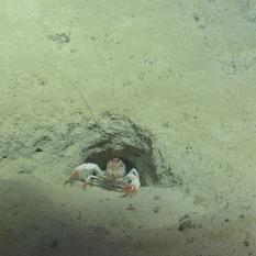 Lobster in burrow