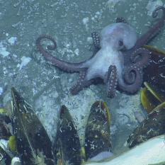 Octopus on Methane Seep