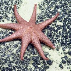 Solasteridae sun star