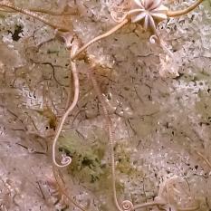 The light, snow-like colors of these coral and brittle stars appear to blend the boundaries between species. If you look closely, you might even be able to spot a tiny, translucent, pink-hued shrimp. 