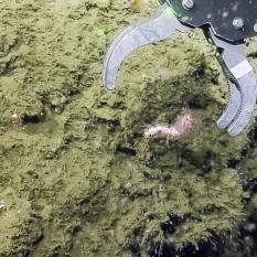 To date, scientists have described around 6,000 species of coral around the world. Using ROV Hercules to sample and collect coral species around the world helps researchers determine how these intricate and diverse animals survive in the cold, dark depths.