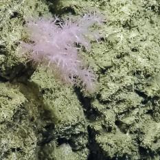 Plant-like soft coral are far more malleable than their hard-skeleton cousins. Because they do not produce a rigid calcium carbonate skeleton, soft corals do not form reefs but are often found as standalone single organisms resembling trees, bushes, and grasses. These slow-growing coral often reach between just two and four centimeters per year.