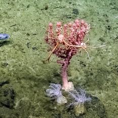 Paragorgia — commonly known as bubblegum coral — gets its playful name from the bright-pink polyps that resemble wads of gum. This particular bubblegum coral is providing priceless deep-sea real estate to two squat lobsters and brittle stars. 