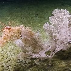 Corals are often referred to as apartment complexes because they provide valuable shelter to a number of different species, including this squat lobster found perched on top of a section of large branching Primnoidae.