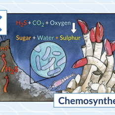 C is for Chemosynthesis