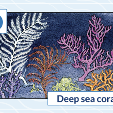 D is for Deep Sea Coral