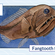 F is for Fangtooth fish