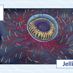 J is for Jellies
