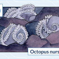 O is for octopus nursery