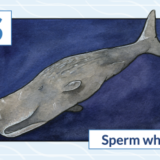 S is for sperm whale