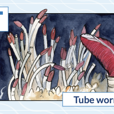 T is for tubeworm