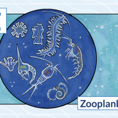 Z is for Zooplankton
