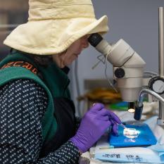 A view from the side as a woman in a navy blue patterned shirt with white small lines, a green vest, purple latex lab gloves, and a tan sun hat looks into a microscope at a small petri dish