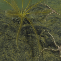 Feather Star and Brittle Stars