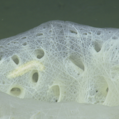 Inside of a sponge