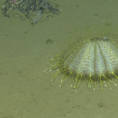 Deep Sea Urchin
