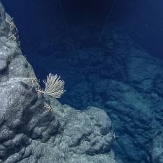 Pillow lava with one coral attached to the side