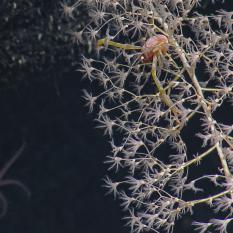 Squat lobster in coral