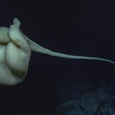 Glass sponge close up from ROV Hercules