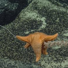 Hungry, hungry sea star eating along a stalk of coral.