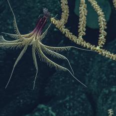 Crinoid on a coral stalk