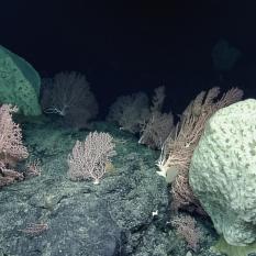 Tamana seamount with corals and sponges