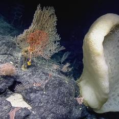 Giant sponge that looks like an ear