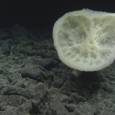Glass sponge growing off rocky seafloor.